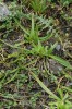 Kamzíky okousané listy a ukousané všechny plodonosné lodyhy jitrocele černavého sudetského (Plantago atrata subsp. sudetica), jehož jedinou lokalitou na světě je právě Velká kotlina v Hrubém Jeseníku, kde se vyskytuje na jediném místě a jen v početně omezené populaci. Foto L. Bureš