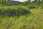 Dlouhodobě kosená a trhaná chrastice rákosovitá (Phalaris arundinacea) na suchém hřbetu nad horní Aichlerovou skalkou expanduje i do sousedních kapradinových niv  se vzácnou šabřinou tatarskou.  Foto L. Bureš