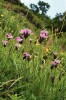 Endemit Velké kotliny – hvozdík kartouzek sudetský (Dianthus carthusianorum subsp. sudeticus) roste na skalách, zde je však zachycena populace  výjimečně rostoucí v květnaté nivě,  která by bez kosení degradovala. Foto L. Bureš