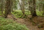 Stará úvozová cesta (na mapách  značená krátce Karsdorfergebirgsweg) byla hlavní horskou cestou vedoucí na janovickém panství z Karlova k Volárně a dále nahoru na hřeben. Foto L. Bureš