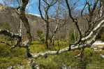 Ještě před 40 lety měla tato březina v podrostu na 30 druhů cévnatých  rostlin. Dnes v podrostu najdeme pouze brusnici borůvku (Vaccinium myrtillus). Uechtritzův úval. Foto L. Bureš