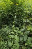 Škarda sibiřská (Crepis sibirica) roste ve Velké kotlině jakožto jediné lokalitě v České republice na nejzápadnější výspě svého areálu. V minulosti tu byla hojnější na více místech. Posledních několik exemplářů na posledním místě je každoročně výrazně poškozováno býložravci. Foto L. Bureš