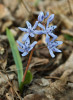 Ladoňka dvoulistá (Scilla bifolia)  v tvrdém luhu u Lanžhota. Foto J. Těšitel