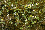 Lakušník vodní (Ranunculus aquatilis), jeden z druhů v mělkých vodách. Obora Soutok, Dědova pískovna. Foto P. Koutecký 
