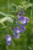 Květenství šišáku hrálovitého (Scutellaria hastifolia). Foto J. Těšitel