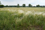Kavyl písečný (Stipa borysthenica) na hrúdu Dúbravka. Foto P. Koutecký