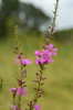 Kvetoucí kyprej prutnatý (Lythrum virgatum) najdeme nejčastěji v otavách lučních porostů. Krče u Břeclavi. Foto J. Těšitel