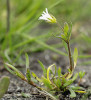 Rožec pochybný (Cerastium dubium) roste na zamokřených místech aluviálních luk. Slanisko u Nesytu. Foto K. Chytrý