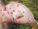 Posmrtná poškození kůže vzniklá činností plžů, většinou plzáků (Arionidae). Nejvíce zasažené jsou části přiléhající k zemi, ale vzhledem k noční aktivitě plžů se při hromadném výskytu mohou nalézat i na místech přes den osluněných. Foto H. Šuláková