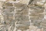Velmi specifický typ interakce hmyzu s rostlinami představují schránky tvořené výlučně jehlicemi tisovce pochybného (Taxodium dubium). Unikátní je jejich pravidelné paralelní uspořádání, sdružené do na sebe navazujících prstenců. Tento způsob je sice charakteristický pro motýly čeledi vakonošovití (Psychidae), ale alternativními původci mohou být i eruciformní (housenkovité) larvy chrostíků (Trichoptera). Šířka jednotlivých jehlic ca 1,15 mm. Foto J. Prokop