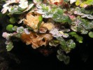 Mechovky (Bryozoa) zůstávají  skupinou s nejasným postavením.  Na obr. rod Reteporella ze Středozem­ního moře. Snímek Adam Petrusek