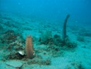 Sumýš obecný (Holothuria tubulosa), patřící mezi ostnokožce (Echinodermata), většinou leží na dně, kde se živí detritem. Snímek Adam Petrusek