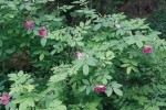 Růže převislá (Rosa pendulina) – jeden z druhů,  který k nám migroval z karpatsko-balkánského refugia. Nelze však úplně vyloučit  ani možnost jeho glaciálního přežívání na našem území. Foto L. Hrouda