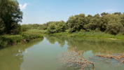 Veľkolélsky ostrov na Dunaji na jižním Slovensku, kde byly u skokanů skřehotavých nalezeny mitochondriální haplotypy typické pro skokana balkánského. Foto P. Mikulíček