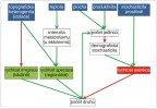 Základní faktory ovlivňující velkošká­lové trendy biologické rozmanitosti na povrchu Země. Zelené šipky znamenají pozitivní vliv, červené negativní. Všimně­me si, že topografická heterogenita může biologickou rozmanitost ovlivňovat jak pozitivně (tím, že podporuje speciaci), tak negativně, omezením rychlosti kolonizace. Důležitá a dosud zanedbávaná je prostřed­ní šipka vedoucí od počtu druhů k počtu jedinců. Celkový počet jedinců sice  omezuje počet životaschopných populací,  ale sám není přímo určen jen vlastnostmi prostředí (množstvím zdrojů a dostupnou plochou), ale i schopností druhů využívat zdroje, takže větší množství druhů povede za stejných podmínek pravděpodobně k většímu celkovému množství jedinců. Přesto se může ustavit rovnováha mezi množstvím zdrojů (a plochou), počtem druhů a celkovým počtem jedinců,  ta bude ale ovlivněná i dalšími faktory určujícími rychlost speciace a extinkce. Podle: D. Storch a kol. (2018)