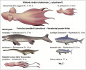 Porovnání velikostí dvou druhů rodu Nanaimoteuthis s faunou pozdní křídy. Upraveno podle: S. Ikegami a kol. (2026), s laskavým souhlasem autorů