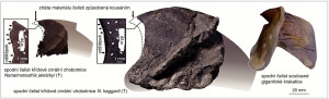 Porovnání velikostí spodní čelisti u rodu Nanaimoteuthis a recentní obří krakatice rodu Architeuthis. Zřetelné je také opracování čelistí související s příjmem potravy. Podle: S. Ikegami a kol. (2026), s laskavým souhlasem autorů
