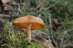  Plodnice plaménky korkomilné (Gymnopilus suberis) vyrůstající z mrtvého kmene třešně. Ve své domovině ve Středozemí roste na dřevě dubu korkového (Quercus suber). Foto L. Zíbarová