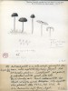 Závojenka vláknitá (Entoloma asprellum). Kresba tužkou a akvarelovými barvami ve formátu zhruba A5. Pochází ze souboru ilustrací pro připravovanou a bohužel nikdy nevydanou monografii. Günther Beck publikoval několik mykologických studií již na přelomu století. Během první světové války tento zájem obnovil hlavně z praktických důvodů. Po válce pak podle německého algologa Adolfa Paschera vznikla také řada asi 30 mykologických výukových tabulí (Pascher 1931), ty se však nedochovaly. Snímek ze sbírek Přírodovědecké fakulty UK