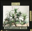 Jihoafrické aloe. Kolorovaný diapozitiv, v originále 8 × 8 cm, zhotovený podle fotografie. Snímek ze sbírek Přírodovědecké fakulty UK