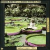 Viktorie královská (Victoria amazonica). Kolorovaný diapozitiv zhotovený podle fotografie. Snímek ze sbírek Přírodovědecké fakulty UK