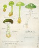 Muchomůrka zelená (Amanita phalloides). Kresba tužkou a akvarelovými barvami ve formátu zhruba A5. Pochází ze souboru ilustrací pro připravovanou a bohužel nikdy nevydanou monografii. Günther Beck publikoval několik mykologických studií již na přelomu století. Během první světové války tento zájem obnovil hlavně z praktických důvodů. Po válce pak podle německého algologa Adolfa Paschera vznikla také řada asi 30 mykologických výukových tabulí (Pascher 1931), ty se však nedochovaly. Snímek ze sbírek Přírodovědecké fakulty UK