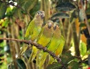 Papoušky zde reprezentuje drobný aratinga hnědohrdlý (Aratinga pertinax). Foto J. Májsky
