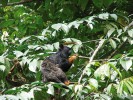 K vzácným primátům zaplavovaných nížinných lesů patří tamarín  žlutoruký (Saguinus midas). Foto J. Májsky