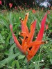 Nápadným druhem mokřadů  a vlhkých savan je helikonie papouščí (Heliconia psittacorum). Foto J. Májsky