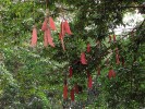 V zaplavovaném tropickém lese upoutá svými obrovskými lusky druh Eperua falcata (bobovité – Fabaceae). Foto J. Májsky