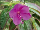 Kvetoucí keř z čeledi Melastomataceae – Rhynchanthera  grandiflora.  V květech zástupců  této čeledi  najdeme dva druhy  tyčinek – nízké, tvořící malý vnitřní shluk, které  produkují plodný pyl, a pak větší bílé,  poskytující opylovačům sterilní imitaci pylu. Foto J. Májsky