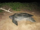 Na guyanských plážích kladou vejce želvy – na obr. největší želva světa  kožatka velká (Dermochelys coriacea). Foto J. Májsky
