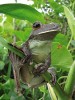 Sladkovodní močály jsou domovem rosničky pracovité (Hypsiboas boans). Foto J. Májsky