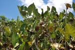 Husté porosty v tzv. nízkých mangrovech tvoří áronovitá bylina Montri­chardia arborescens (Araceae). Foto J. Májsky