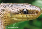 Individuální variabilita ošupení  (folidózy) hlavy užovky stromové  u samců s evidenčními čísly 37 zejména v oblasti temporálních štítků. Tyto štítky se  u každého jedince liší tvarem a počtem. Foto R. Musilová