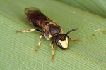 Samec maskonosky rákosní (Hylaeus pectoralis). Tato včela patří k častým obyvatelům hálek. Foto P. Harvey