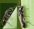 Stopčík rákosní (Pemphredon fabricii) – dominantní druh hnízdící v hálkách. Foto O. Bidstrup