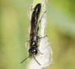 Teplomilná kutilka dřevovrtka Trypoxylon deceptorium. Foto P. Niolu