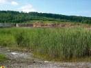 Terestrická rákosina v cementárně v Prachovicích hostí pestré společenstvo žahadlových blanokřídlých. Foto P. Bogusch