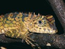 Subadultní drakoun bornejský (Gonocephalus borneensis), endemický druh tohoto ostrova. Foto Z. Mačát