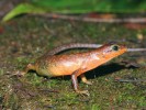 Samec scinka Eutropis rugifera. Foto Z. Mačát