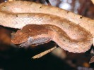 Detail hlavy s nápadnou zahnutou špičkou čenichu chřestýšovce bornejského (Trimeresurus borneensis). Foto Z. Mačát