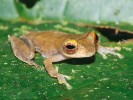 Samec létavky Rhacophorus belalongensis, endemického druhu Bornea. V r. 2008 byla popsána z potoka Sungai Anak Esu nedaleko výzkumné stanice Kuala Belalong. Foto Z. Mačát