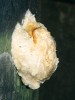 Pěnové hnízdo létavky rodu Polypedates. V závěru vývoje pulci aktivně vyskakují z hnízda do drobných vodních nádrží či potoků pod snůškou. V hnízdě se vyvíjí až 900 vajíček. Foto Z. Mačát