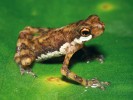 Ansonia běloskvrnná (Ansonia  albomaculata) – drobný zástupce ropuch obývající potoky a jejich blízké okolí. Dorůstá do velikosti nejvýše 3 cm. Foto Z. Mačát