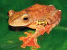 Létavka pardálí (Rhacophorus pardalis), mohutný, pestře zbarvený druh žáby ze stromového patra deštného lesa. Foto Z. Mačát