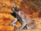 Vlajkovým druhem mezi jihoasijskými žábami je bezesporu pablatnice nosatá (Megophrys nasuta). Svým bizarním vzhledem připomíná suchý list a je velmi známá a oblíbená (i mezi chovateli tropických obojživelníků a plazů). Foto Z. Mačát
