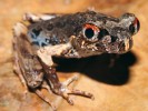 Na Borneu endemická pablatnice útlá (Leptolalax gracilis). Foto Z. Mačát