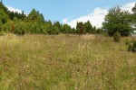 Typický xerotermní biotop kudlanky nábožné (Mantis religiosa) v národní  přírodní památce Švarec v okrese Žďár nad Sázavou. Září 2010. Foto P. Janšta