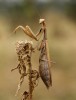 Hnědá forma samice kudlanky nábožné (Mantis religiosa) z Makedonie. Na různých lokalitách se mohou vyskytovat zeleně, hnědě, žlutohnědě nebo až černě zbarvení jedinci. Foto P. Šípek